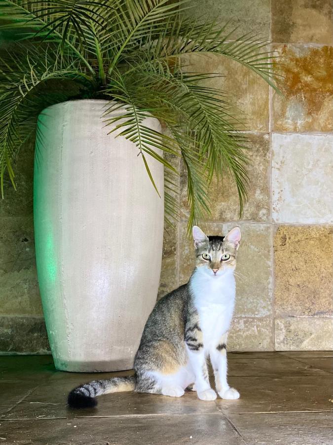 Villa Corsica 프레아 외부 사진